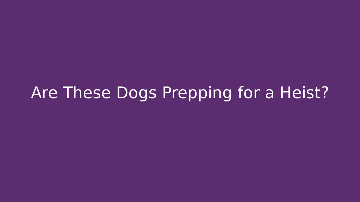 Are These Dogs Prepping for a Heist?
