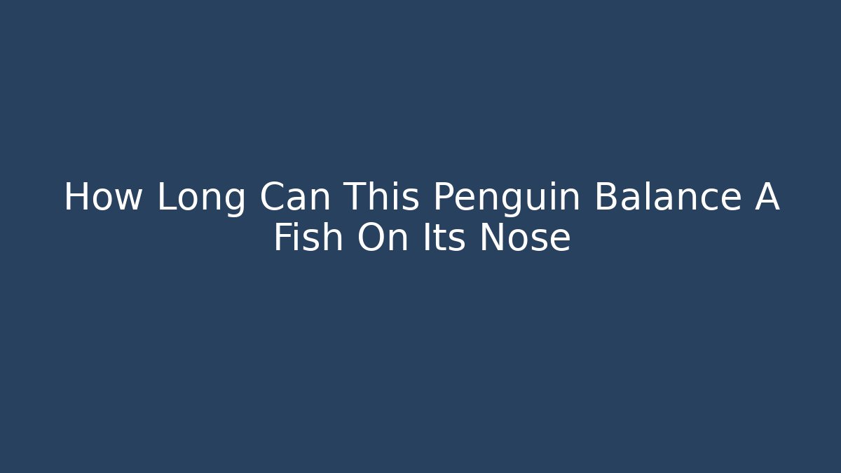 How Long Can This Penguin Balance A Fish On Its Nose