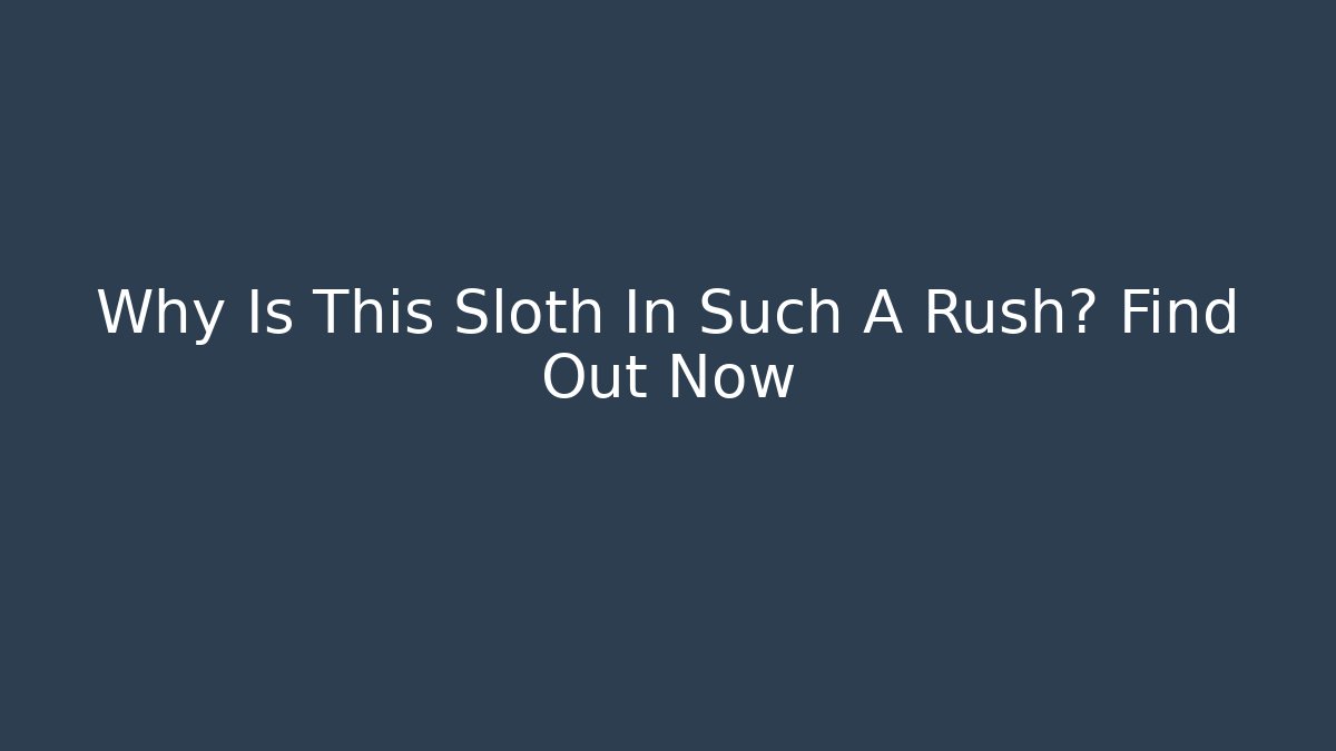 Why Is This Sloth In Such A Rush? Find Out Now